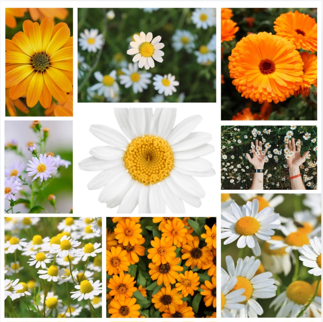 Chamomile and Calendula skin care products and their benefits for skin