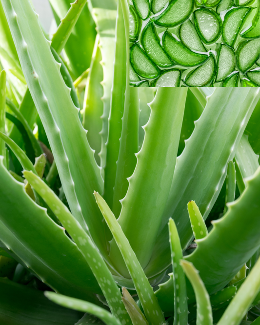 Using Fresh Aloe Vera on Your Skin